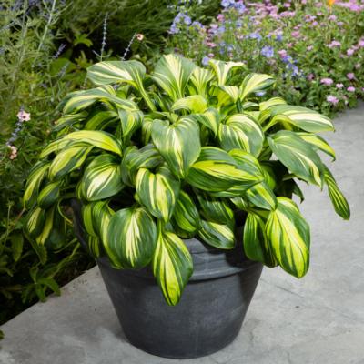 Hosta 'Rainbow's End' Hosta 'Rainbow's End'